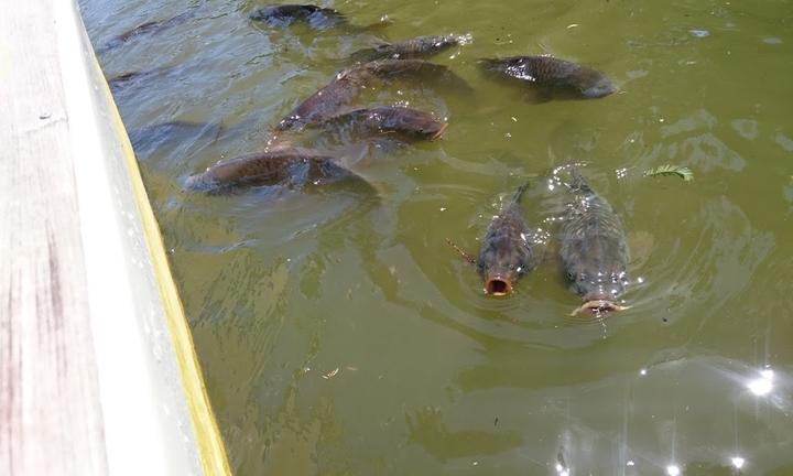 Seerestaurant Cafe Im Luisenpark