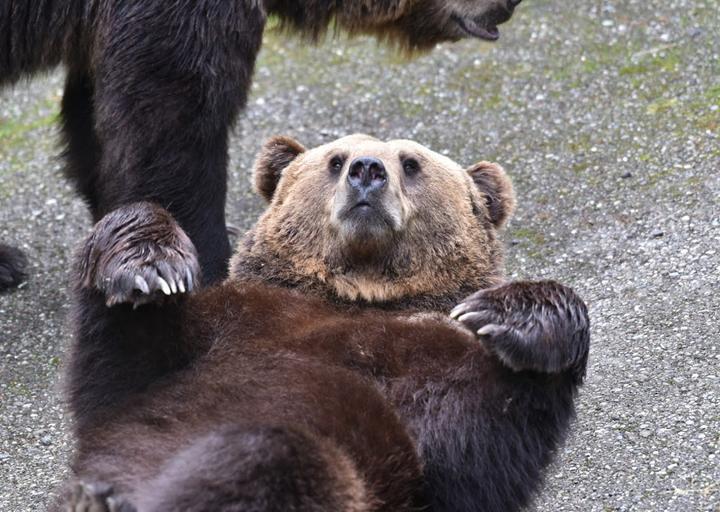 Wild- Und Freizeitpark